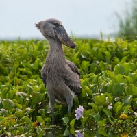 Shoebill, Uganda, Uganda Safari, Uganda Wildlife Tour, Uganda Nature Tour, Naturalist Journeys