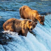 Grizzly Bears, Denali National Park, Alaska, Alaska Nature Tour, Alaska Wildlife Tour, Naturalist Journeys 