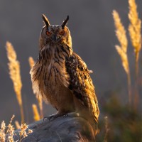 Eurasian Eagle-Owl