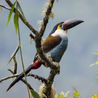 Black-billed Mountain Toucan