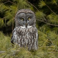 Great Gray Owl