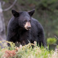 black bear