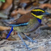 Malayan Banded Pitta, Indonesia Birding Tour, Indonesia Nature Tour, Bali Birding Tour, Bali Nature Tour, Sumatra Birding Tour, Sumatra Nature Tour, Naturalist Journeys