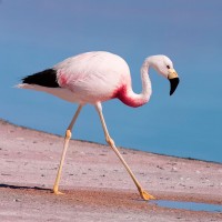 Andean Flamingo, Birding Peru