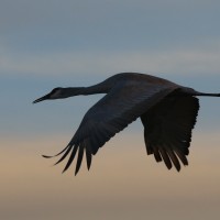 Sandhill Crane, New Mexico, New Mexico Nature Tour, New Mexico Wildlife Tour