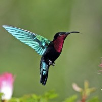 Purple-throated Carib, Lesser Antilles Birding Tour, Naturalist Journeys, Lesser Antilles Endemics, Lesser Antilles Wildlife, Caribbean Birding