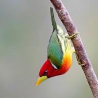 Sparkling Violetear, Ecuador, Naturalist Journeys 