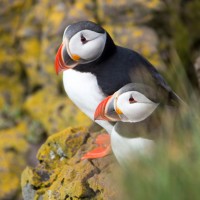 Atlantic Puffin