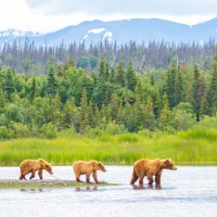 Katmai, Alaska, Naturalist Journeys 