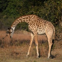 Giraffe, Africa, Safari