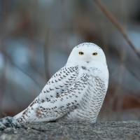 Snowy Owl