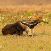 Giant Anteater, Guyana, Naturalist Journeys