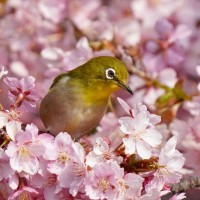 Warbling White-eye, Japan tour, Japanese nature tour, Japan birding, Japan Birding & nature, Naturalist Journeys 