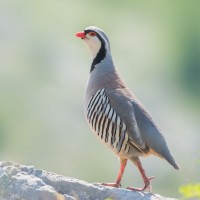 Rock Partridge, Birding Croatia