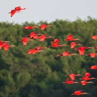 Scarlet Ibis, Caroni Swamp, Asa Wright Nature Centre, Trinidad, Trinidad Birding Tour, Trinidad Butterfly tour, Trinidad Nature Tour, Naturalist Journeys