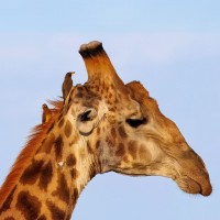 Giraffe, South Africa, African Safari, South African Safari, South Africa Wildlife Safari, Naturalist Journeys