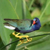 Purple Gallinule, Texas, Texas Coast, Big Thicket, Texas Birding Tour, Spring Migration Tour, Texas Migration Tour, Texas Nature Tour, Naturalist Journeys