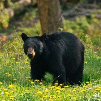black bear