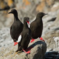 Black Guillemont, Scotland, Scotland Nature Tour, Scotland Birding Tour, Naturalist Journeys