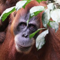 Orangutan, Borneo, Borneo Birding Tour, Borneo Nature Tour, Naturalist Journeys