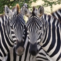 Zebra, Tanzania, Naturalist Journeys